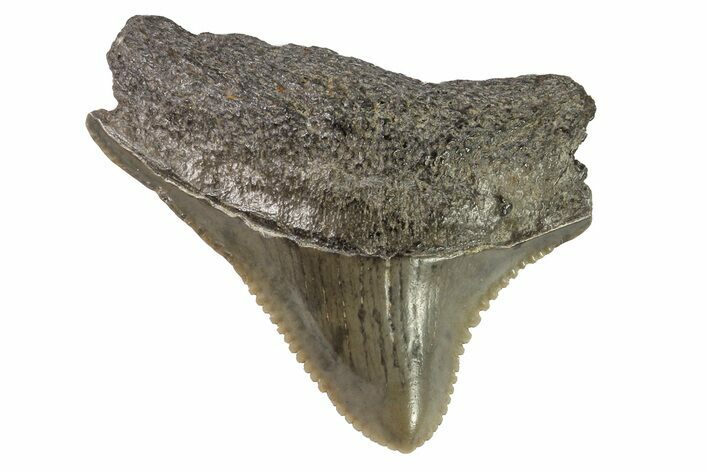 Serrated, Posterior Megalodon Tooth - Georgia #83719